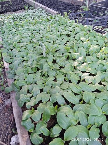 Другие услуги: Ищу бизнес партнера, инвестора, для выращивания овощей (открытый — 18