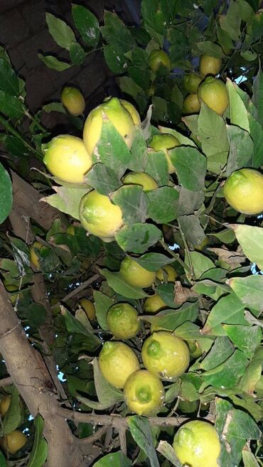 limon yağı qiyməti v Azərbaycan | Yağlar, konservləşdirilmiş məhsullar: Limon agaci ordubat limonu agaci tingi 100