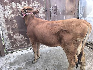 Коровы, быки: Продаю | Тёлка | Для разведения | Привязанные — 1