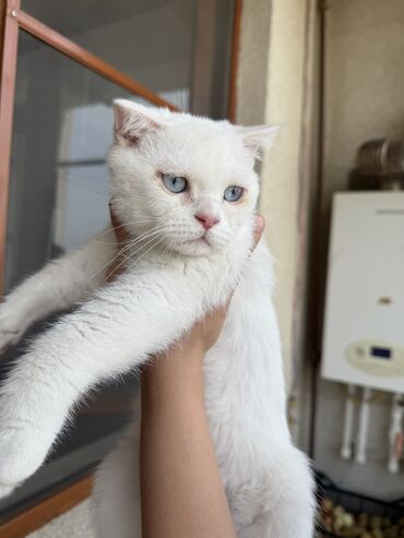 pişim: Şotland, Erkək
