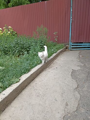 британская кошка лиловая: Котёнок в добрые руки, мальчиккушает все, к лотку приучен с.Сокулук