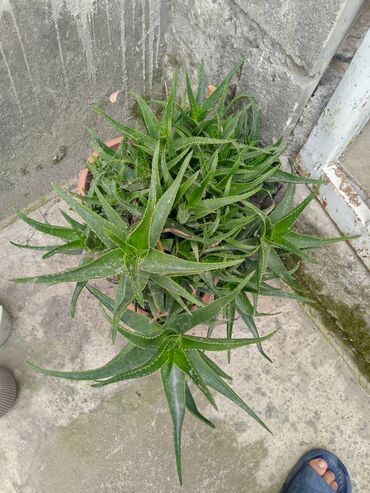 mal əti qiyməti: Aloe vera bitkisi, sıx, ətli yarpaqlara malikdir. Yaşıl rəngli