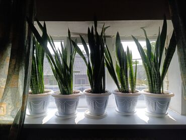 бу тумба под телевизор: Сансевиерия (Sansevieria, «щучий хвост») в декоративных горшках. -
