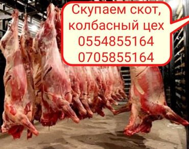 продаю бычок: Сатып алам | Башка а/ч жаныбарлары