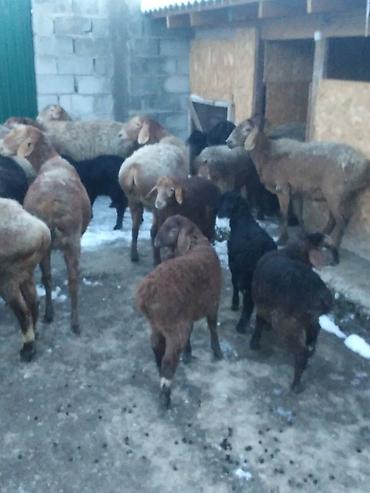 Баран, овца: Продаю | Овца (самка), Ягненок, Баран (самец) | Полукровка | На забой, Для разведения, Для шерсти | Племенные, Котные, Матка — 8