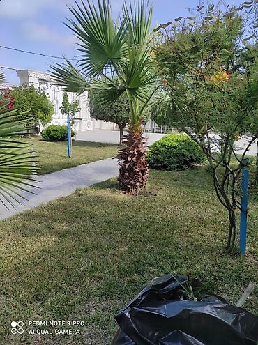 orxideya gulunun qiyməti: 🌴 Palma ağaclarının peşəkar təmizlənməsi və formaya salınması! 🌴 ✔ — 6