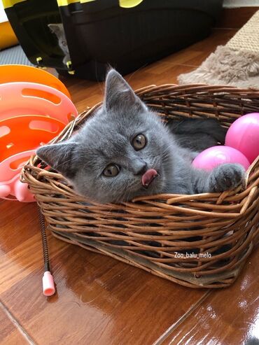 Pişiklər: Şotland, Dişi, Erkək, Ünvandan götürmə — 23