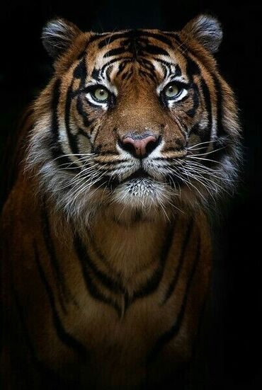 рисую портреты людей: Ищю работу с пражывнеем - Формат: вертикальный - Сюжет: крупный план