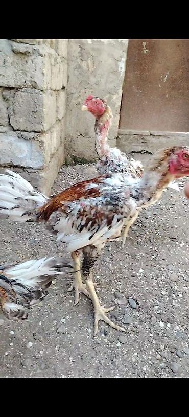 kənd toyuq: Salam heyvanlar goz qabagindadi saglamliglarina cavabdehem, biri — 3