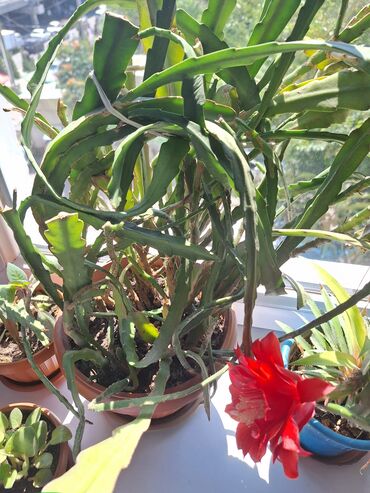 цветы розы ош: Эпифиллум кактус(драконовое дерево)