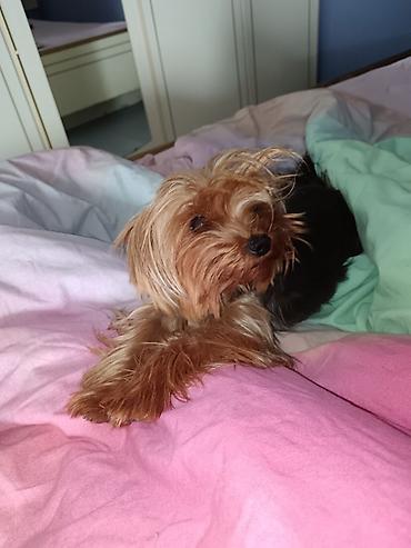 Psi: Jorkšir terijer – štenci iz kućnog legla majka ima kilo i po otac 980 — 22