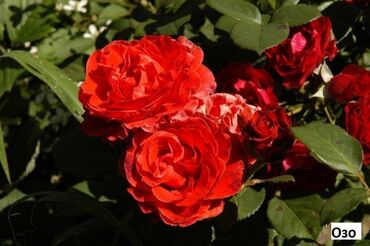 Садовые цветы и кустарники: Саженцы цветка: Розы, Бесплатная доставка, Самовывоз — 22