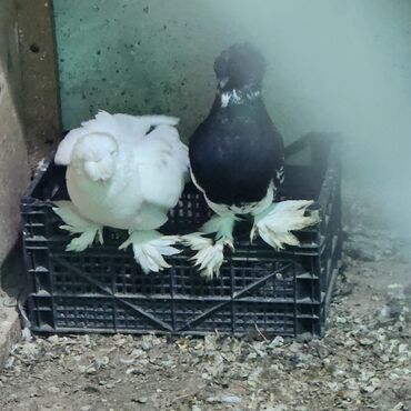 Toyuqlar: Toyuq, Damazlıq — 8