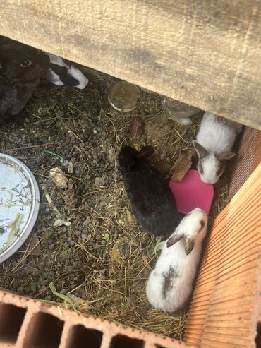 Dovşanlar: Qiymet 5 manatdan 27 manata kimi dir 5 manata balalar 10 manata erkey — 9