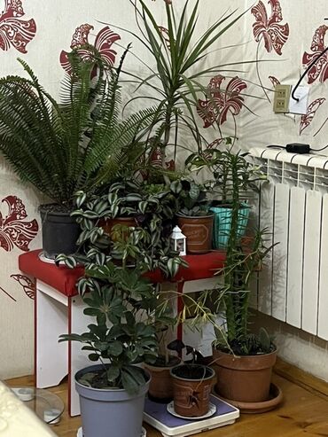 Otaq bitkiləri: Otaq və balkon üçün dekorativ bitkilər kolleksiyası - Qırmızı — 19