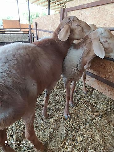 Баран, овца: Продаю | Баран (самец) | Долан, Арашан | Для разведения — 2