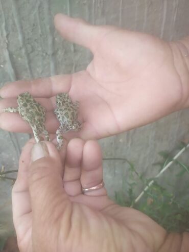 добрые руки собаки: Другие животные