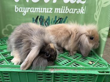 dovşan balaları: Minidovşan balaları – müxtəlif rəng və növlər - Sevimli dekorativ — 10