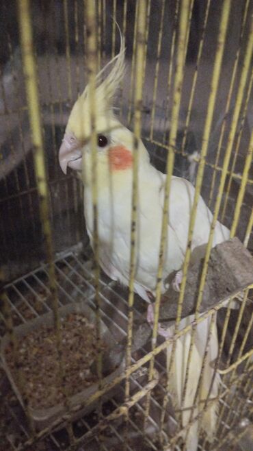 Tutuquşları: Növ: Nimfa tutuquşu (cockatiel), açıq sarı rəng, yanaqlarda narıncı — 5