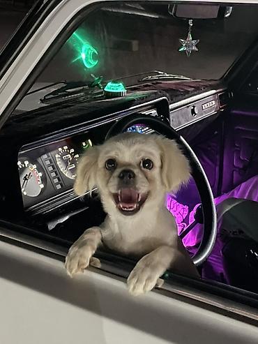 sort itlər: Pekines, 7 ay, Dişi, Peyvəndli, Ünvandan götürmə, Ödənişli çatdırılma — 5