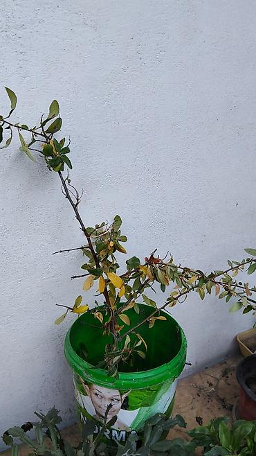 физалис купить: Пироканта (Pyracantha) — декоративный кустарник оранжевыми кустк — 4