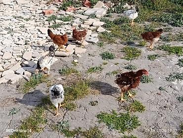 Toyuqlar: 11ədəd kənd cücələri.dermansiz böyüdülmüş.3ay10gunlukdu.etraflu — 4