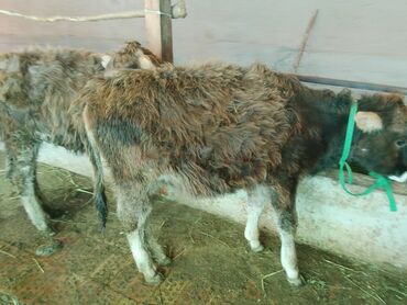 Коровы, быки: Продаю | Тёлка | Алатауская, Полукровка | Для разведения | После отела — 14