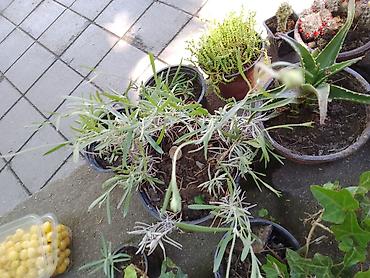 biljka protiv krtica: Saksijska biljka – lavanda (Lavandula) - Višegodišnja aromatična — 1