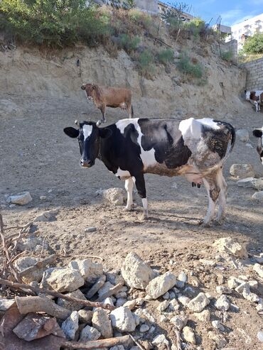 smental inəklər: Məhsul: İnək və buzovlar Təsvir: - Fotoşəkillərdə qara-ağ rəngli