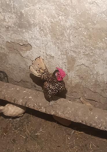 Quşlar: Sibirayit qızılı xoruzu satılır 3 denedi 3 ude Xoruzdu — 1