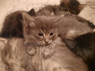 Продажа кошек: 🎁 Полностью домашние, к лотку и миске приучены (ну, почти — они — 16