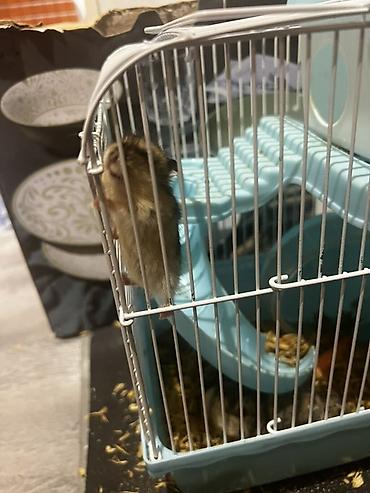 hamster: 7 ədəd hamster və qəfəs dəsti - Növ: xırda ev heyvanı (hamster) - — 3