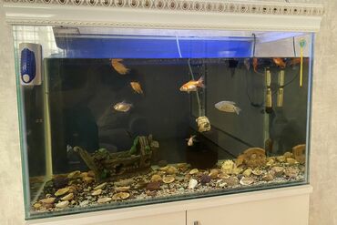 Akvariumlar: Tecili satılır en 35 uzun 90 hundurluk 80 gence seherinde tecili