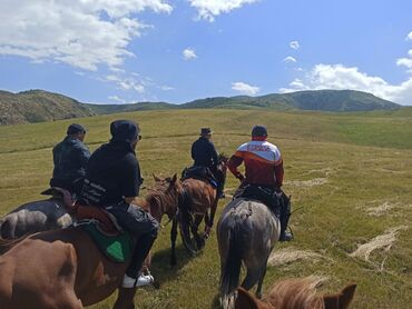 Туристические услуги: Конный Туризм Прокат лошадей обучения верховой езде организация — 2