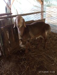 показы 1 354 72 договорная кошка даром британская короткошёрстная 1 год мальчик метис 2 позвонить написать: Сатам | Кочкор (эркек) | Арашан | Көбөйтүү үчүн | Жасалма жол менен боозутуу