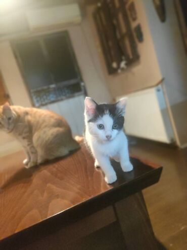 Mačke: Poklanjaju se dve predivne mace spašene sa ulice — braća različitog — 5