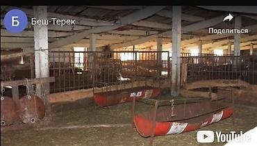куры живые: Продаю кошару. Расположена в Московском районе, село Беш Терек — 4