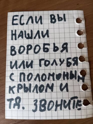 сколько стоит 1 кг домашних пельменей: Возьму маленькую птичку могу воробья или амадину у кого есть