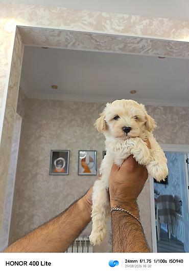 çoban iti adları: Pudel, 2 ay, Erkək, Peyvəndli, Pulsuz çatdırılma — 1