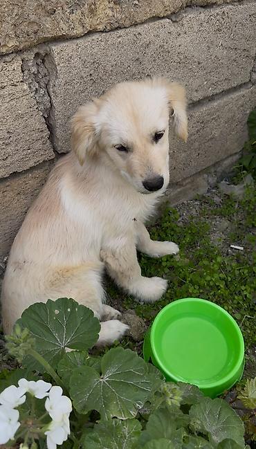 itlerin pulsuz verilmesi: Retriever, 5 ay, Erkək, Pulsuz çatdırılma — 2