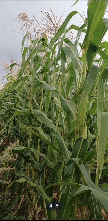 офисное кресло бу бишкек: Кукуруза Оптом, Самовывоз