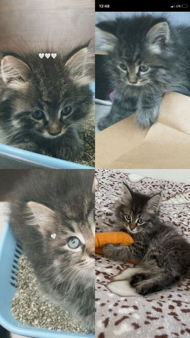 голубая сибирская кошка: Отдадим бесплатно в добрую любящую семью очень милый котенок❗️порода
