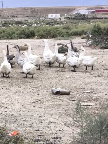 qaşqaldaq quşu: 10 eded satlir
