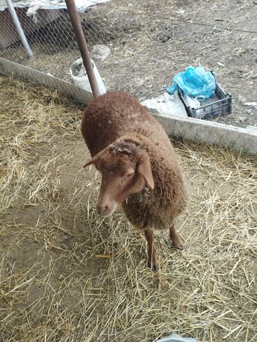 Qoyunlar, qoçlar: Hər ikisi cins quzlaridir iksdə dişdir 5-6 aylıq quzlardir qiyməti — 19