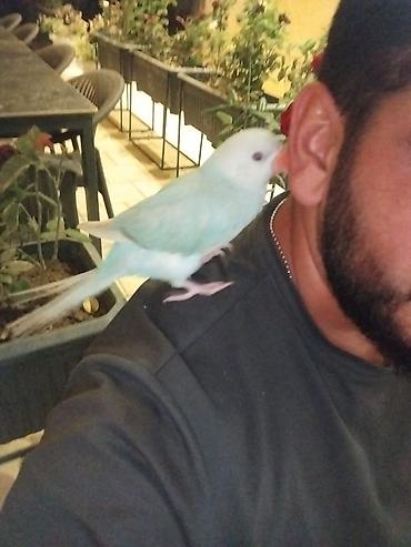 bülbül quşu haqqında məlumat: 2ay yarımlıq ojirelivi bala əldən bəslənib insan severdi. wp aktifdir — 2