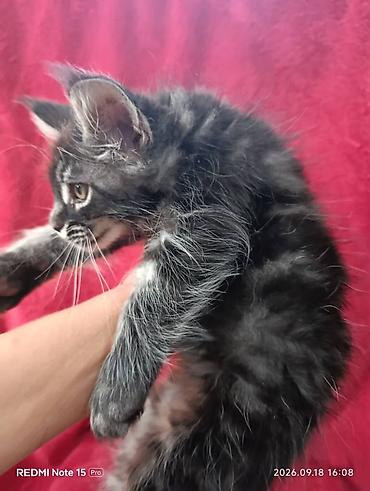 кошки шотландские: Мейн-Куны 🥰🥰🥰. Продаются котята Рысята ♥️ Чистокровные, Шикарные — 9