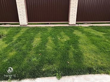 Газон: Сеем газон, Поссев газон, Газон себебиз 🌱 под ключ 🏡по городу бишкек — 18