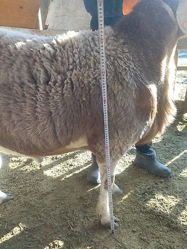 Баран, овца: Продаю | Баран (самец) | Арашан | Для разведения | Племенные, Матка — 8