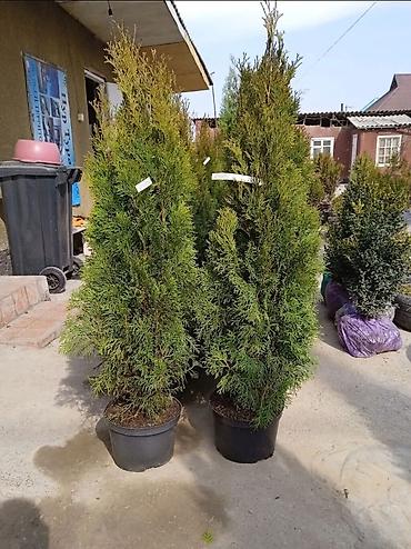 Туя: СРОЧНО ПРОДАЮТСЯ ТУИ❗❗❗ 200 ШТУК❗❗❗ СОРТ КНИЖКА — 4