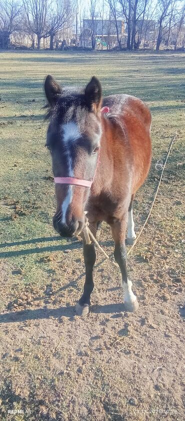 Лошади, кони: Продаю | Жеребенок | Рабочий at lalafo.kg — 2 Лошади, кони: Продаю | Жеребенок | Рабочий — 2